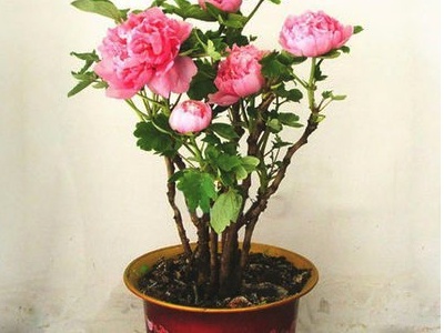 盆栽牡丹花的方法图解,盆栽牡丹花种植视频