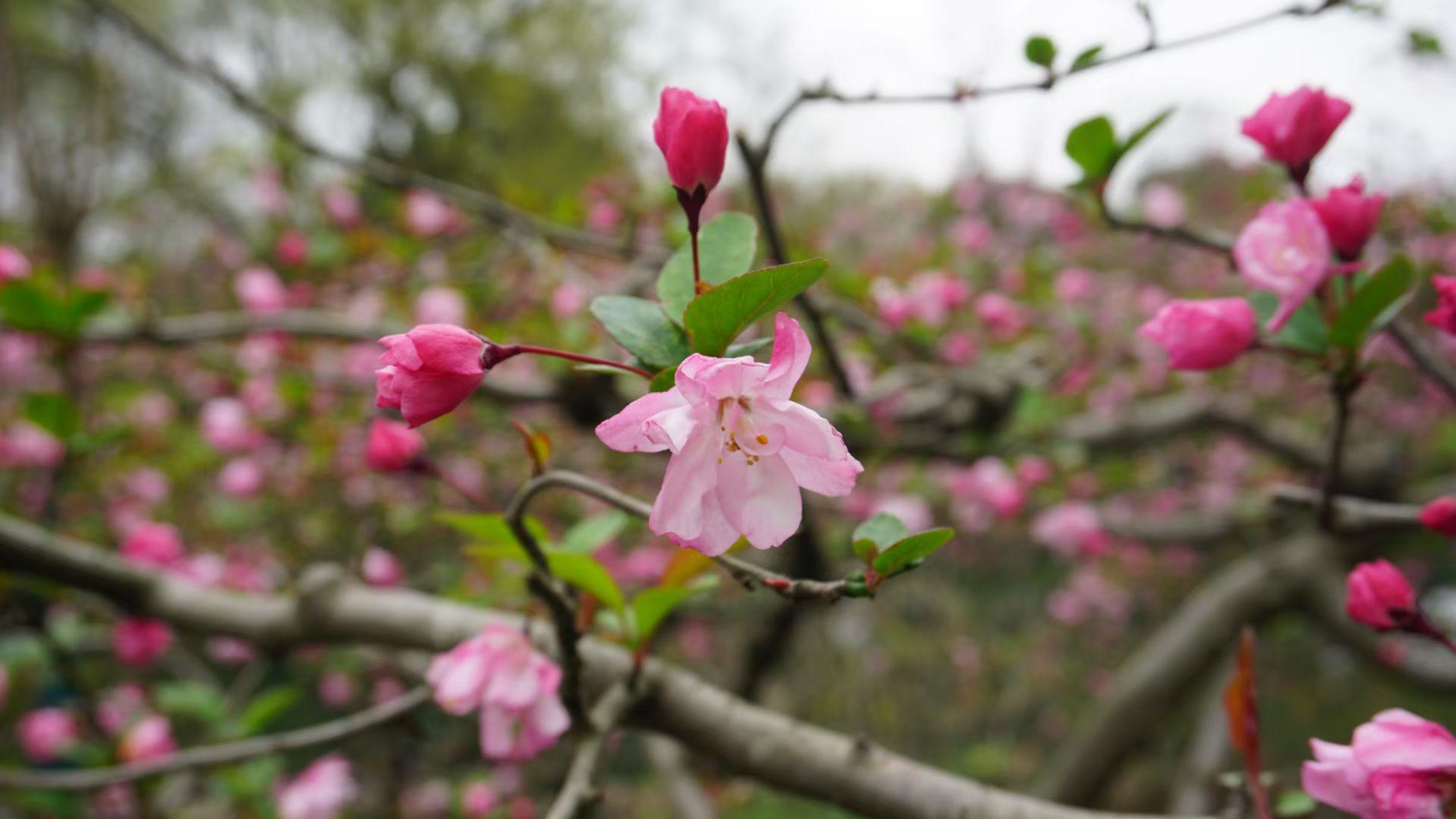 常用的清除gc方法,查看gc情况的命令