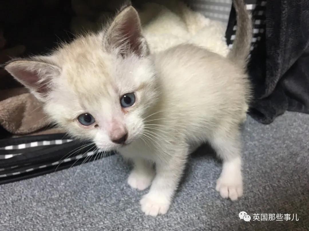 养暹罗等于养好几种猫,重庆暹罗猫变黑了还能白回来吗