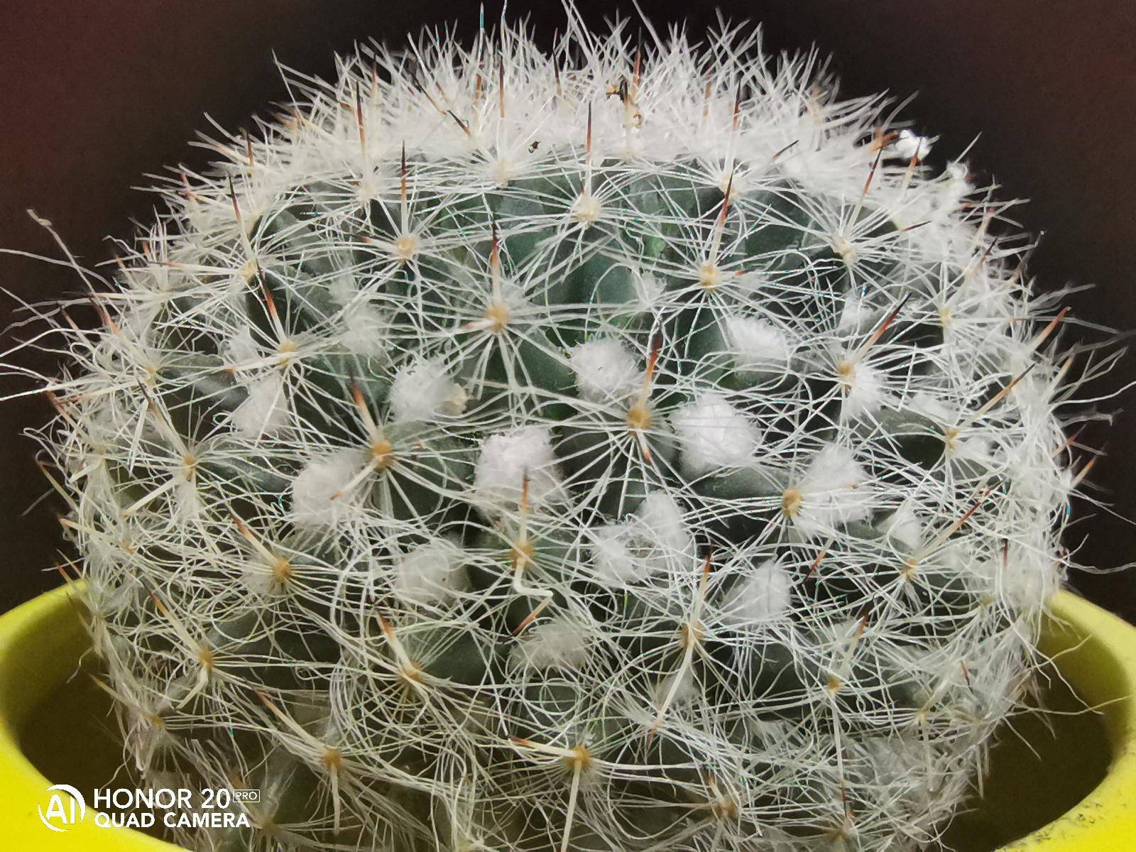 荣耀20pro如何开启跑马灯,荣耀20pro三倍光变的最大光圈