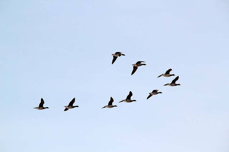 陆羽生前的茶事,陆羽励志故事