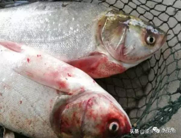 鲢鳙出血病防治方法,花白鲢败血症用什么药
