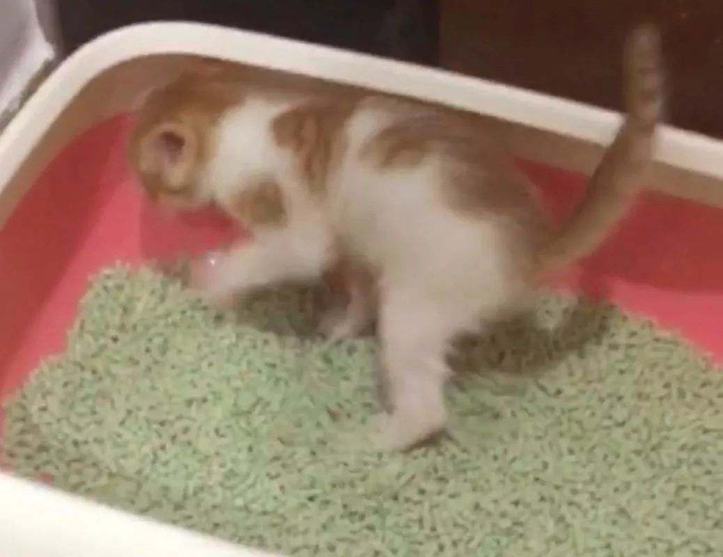 如何纠正猫咪的尿床行为,怎么彻底解决猫咪尿床