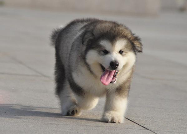 养阿拉斯加前必须了解的四个时期,成年的阿拉斯加犬可以养吗