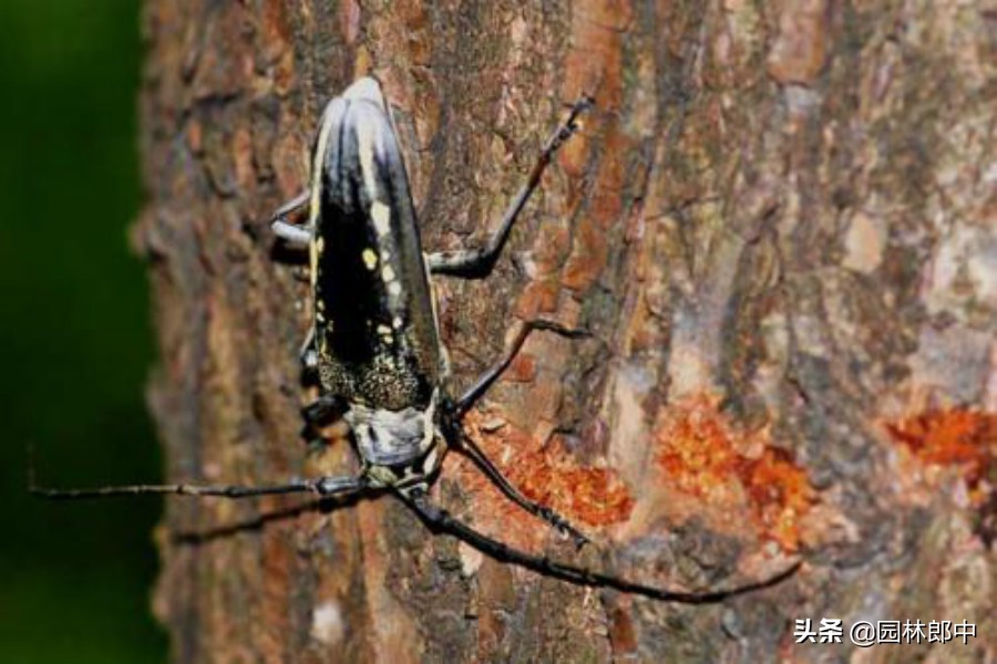 树底下掉一堆木屑是什么虫害,树从里面掉木屑怎么处理
