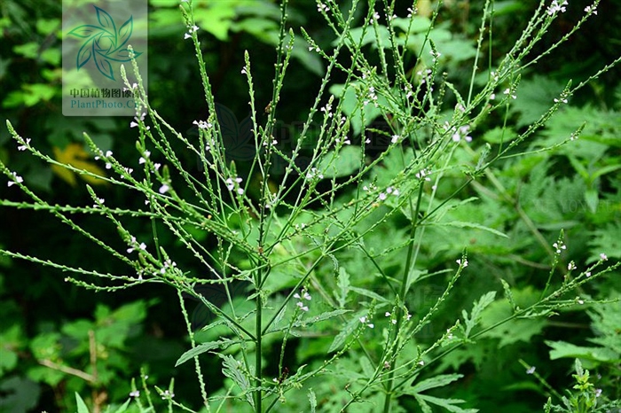 花木春秋66:假马鞭,花序类似马鞭草,一百多年前流窜到香港