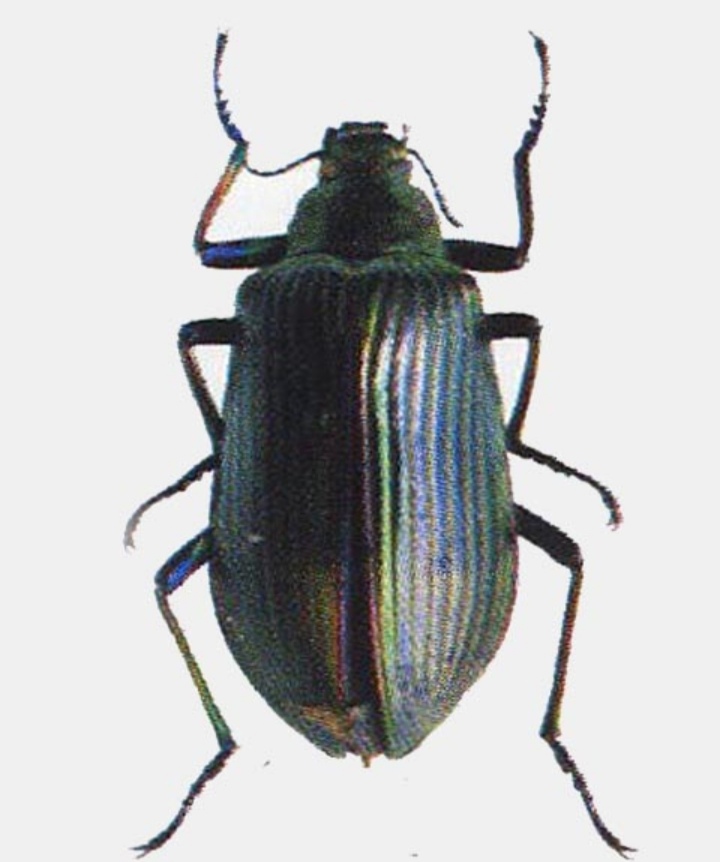 黑木耳露天种植是怎么回事,黑木耳不长是什么原因