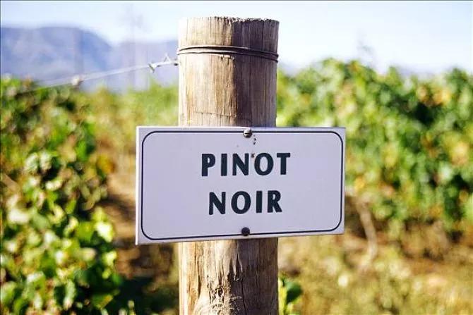 德国葡萄酒庄园,德国葡萄酒品种介绍