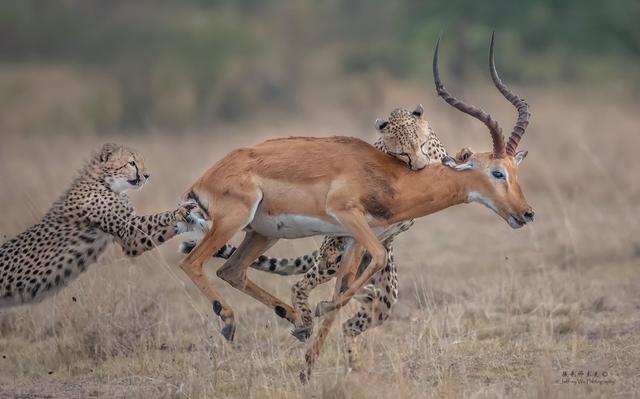 尼康d850完全摄影指南,尼康d850大变焦镜头推荐