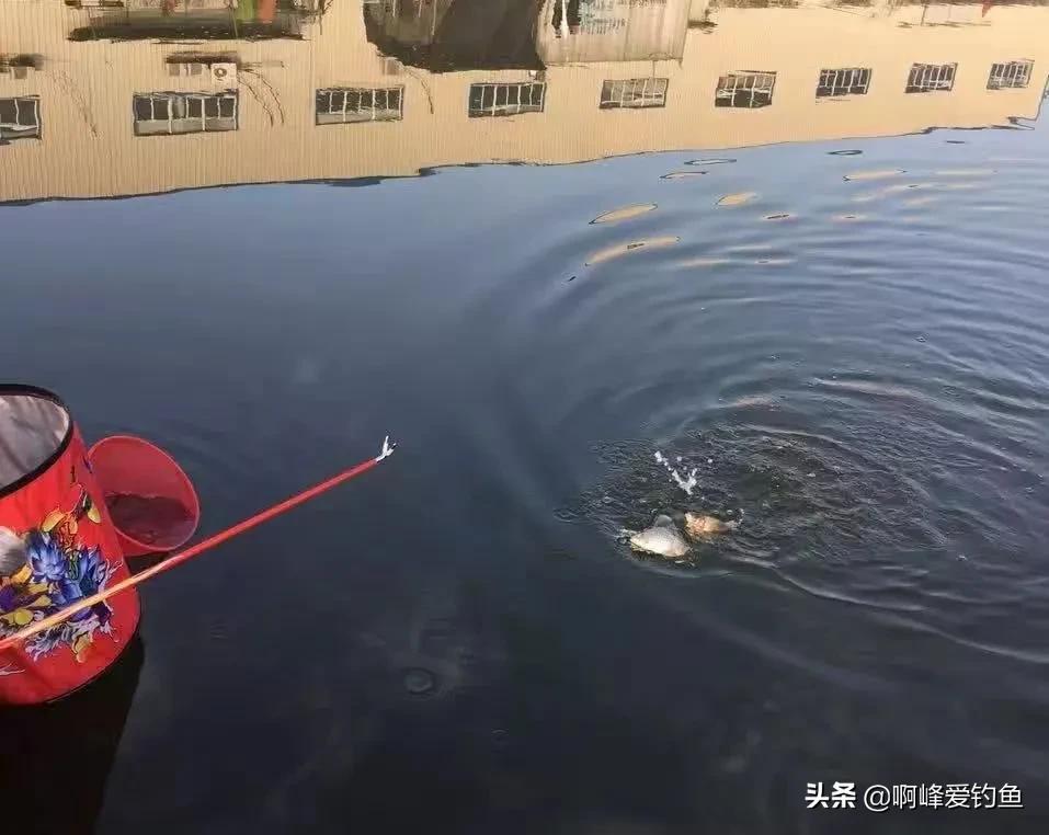 野钓鲫鱼饵料加什么添加剂最好,春夏野钓钓鲫鱼用哪款添加剂