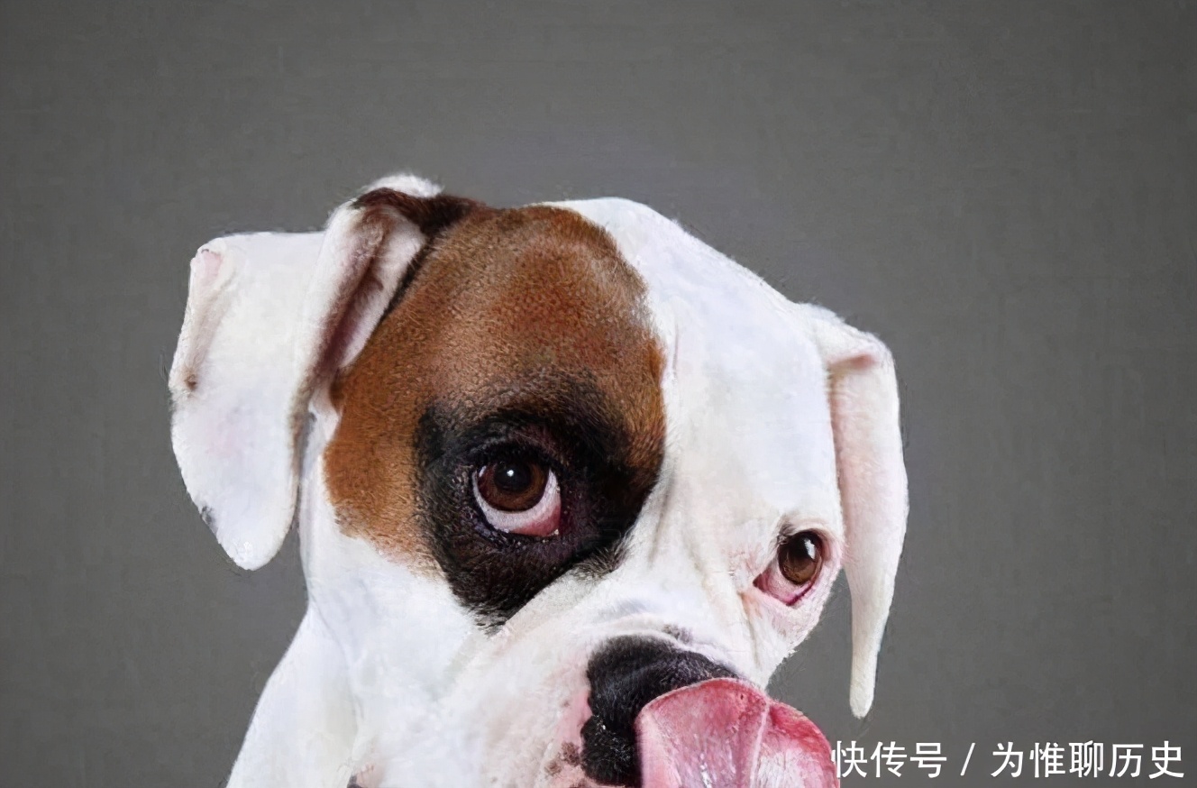 为什么狗狗总是一直盯着你,为什么狗狗会一直盯着自己看