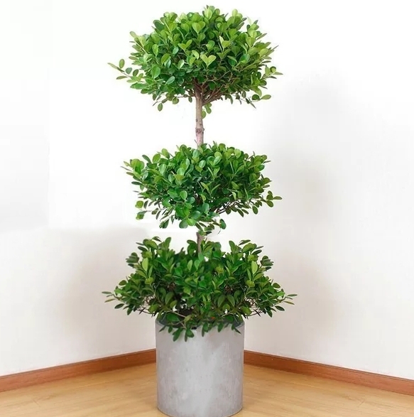 家里养什么盆栽寓意发财,寓意发财的盆栽视频