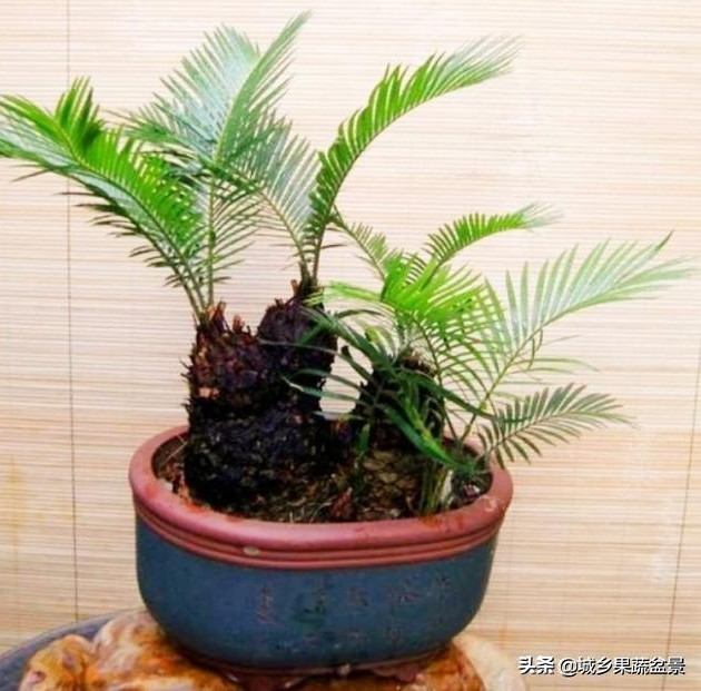 铁树盆景养殖技巧,铁树盆景制作全过程