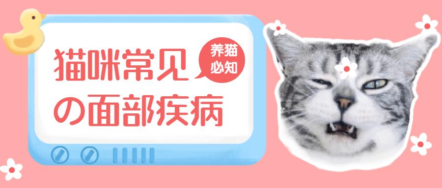 撸猫福音读懂猫咪这18个肢体语言,科学的撸猫