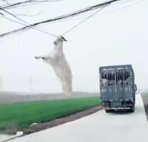 2019年奇葩的沙雕新闻都有哪些,2018年外国奇葩沙雕新闻