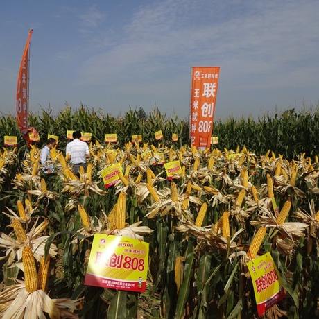 抗倒大棒高产的玉米品种介绍,大棒高产玉米品种