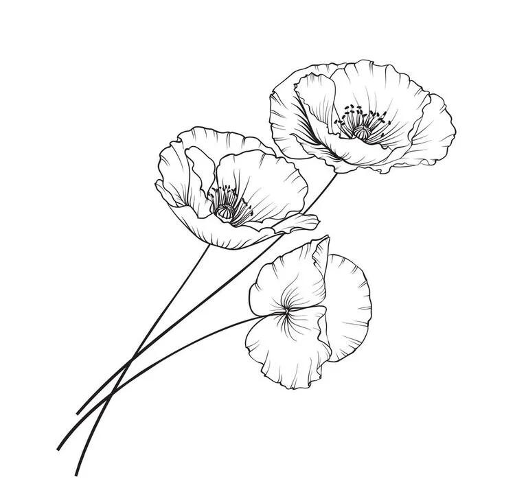 白描花卉线稿初学者,100幅白描花卉图片