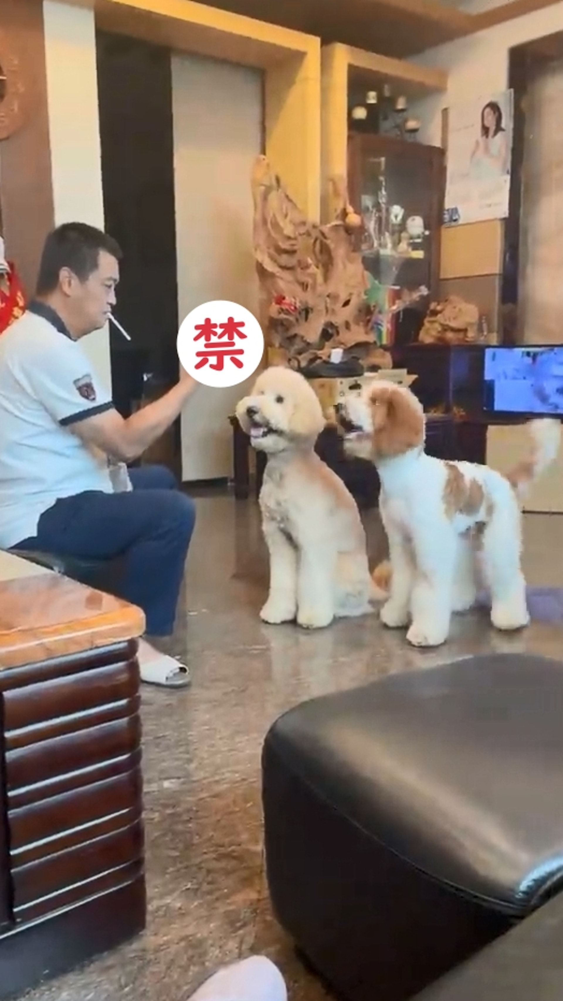 家里两只巨型贵宾犬,巨型贵宾犬发疯