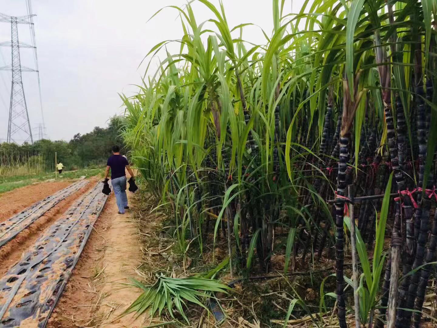 深圳石岩农场生态园攻略,深圳市石岩大树生态农场位置