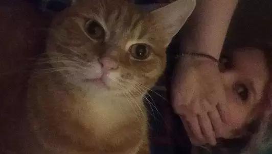 家里养了一只猫又带回来两只猫,网友养了二只猫