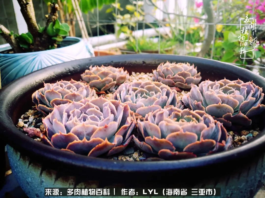 开挂区养多肉,非开挂区怎么把多肉养出状态