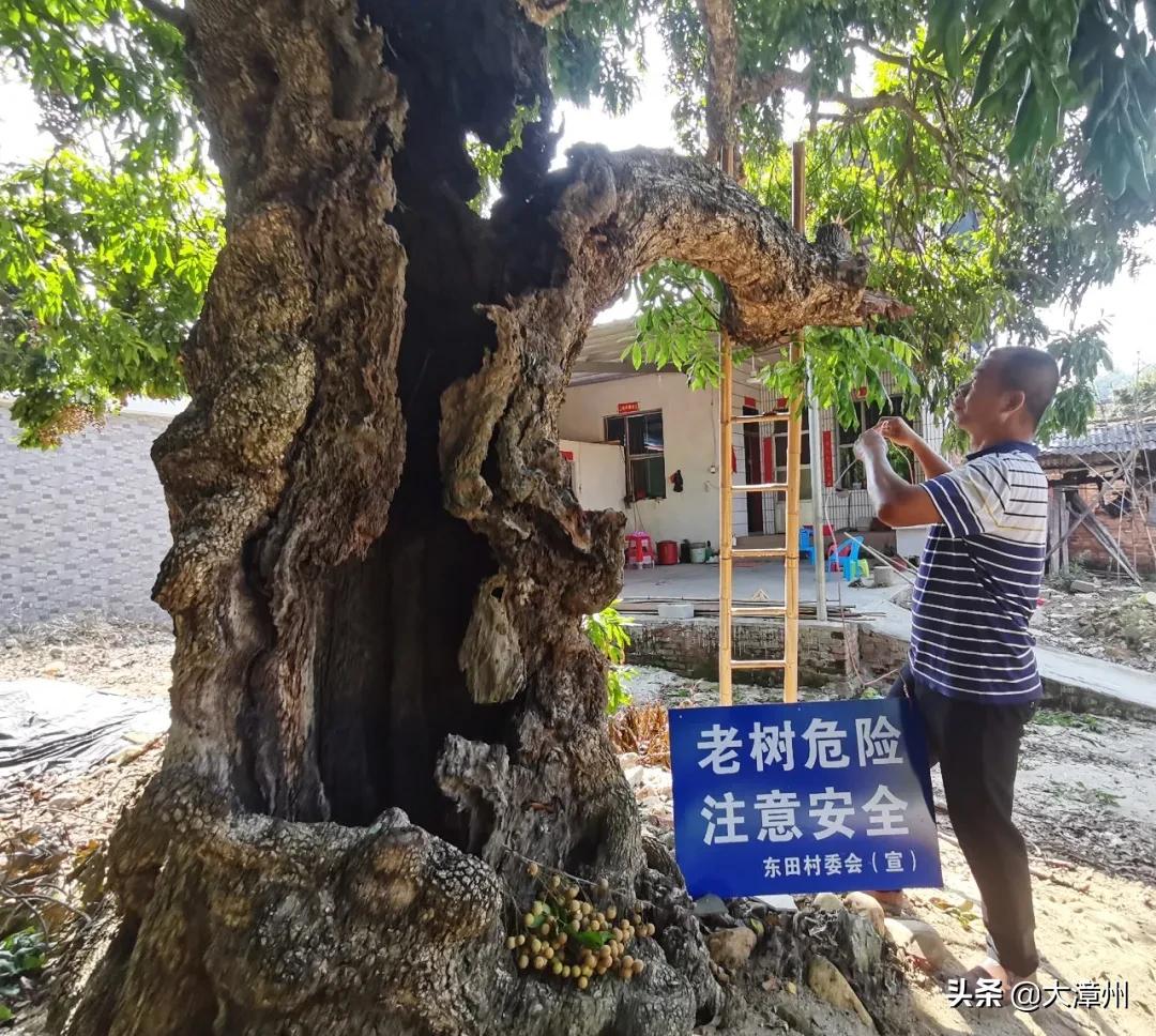 千年奇特龙眼树,山上老龙眼树