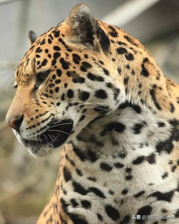 卡地亚故宫珠宝,故宫珠宝卡地亚