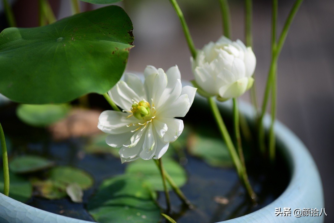 碗莲种藕生长到开花全过程,碗莲种植方法和时间图片