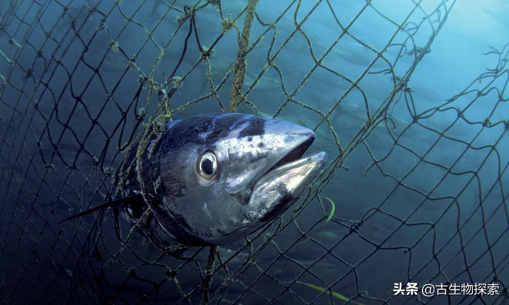 国际珍惜动物保护动物日,国际生物多样性保护日是哪一天