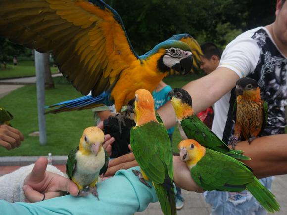 灰机鹦鹉品种,黑色鹦鹉品种推荐大全视频