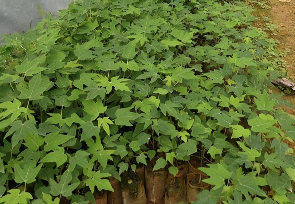 木瓜的最佳采收时间,皱皮木瓜什么时候采收