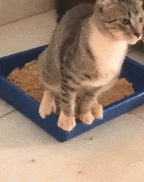 老年猫咪有哪些表现,猫咪什么时候吃老年猫粮