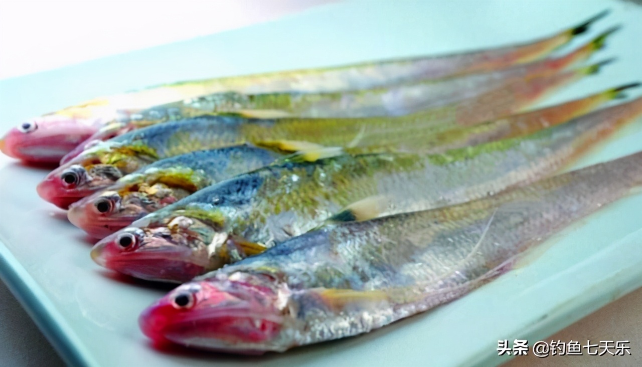 黄河中的淡水鱼,黄河濒临灭绝的鱼