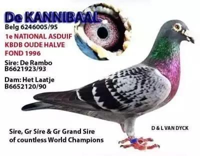 赛鸽名家致胜秘笈书籍,赛鸽秘籍