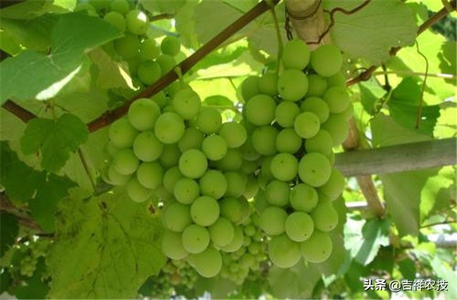 大青葡萄栽培方面的知识要点，你都会吗？来学学种植管理