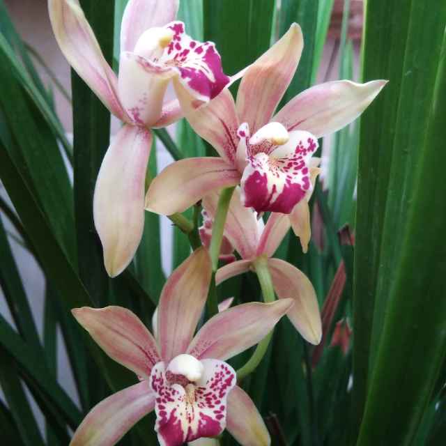 咏柳智永千字文,咏柳书法千字文