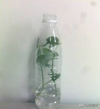 空酒瓶创意改造盆栽,室内盆栽植物专用瓶