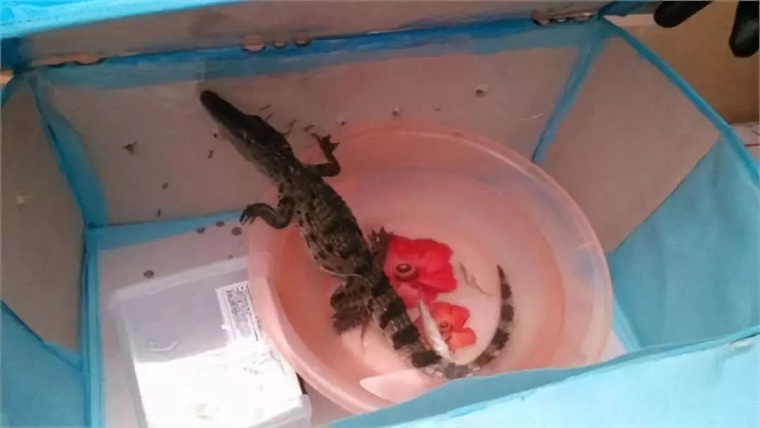 那些年舍友养过的奇葩宠物,你们身边的人都养什么奇怪的宠物