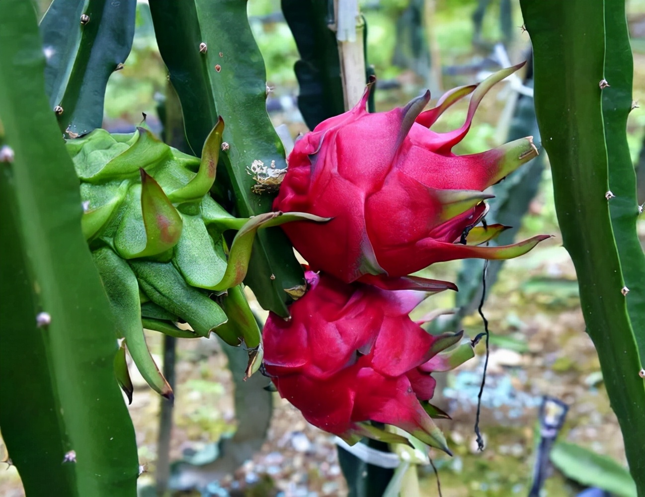 多肉植物的养殖方法大全,多肉植物最佳养殖方法图片