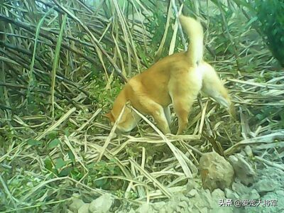 捕猎动力高的犬怎么训练,真材实料的技能