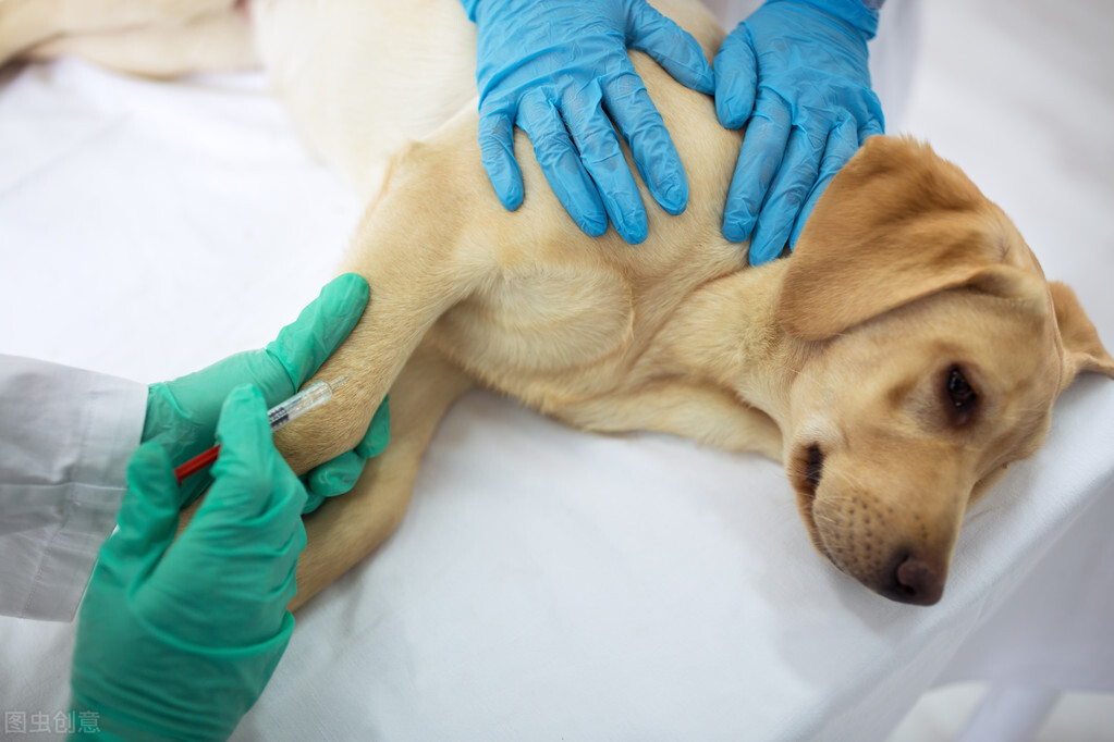 人宠共患跳蚤,人宠共用驱虫剂