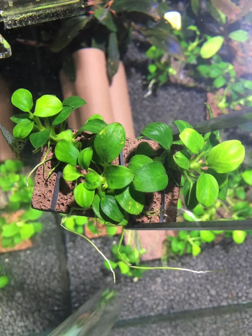 草缸洞穴造景怎么做,草缸自己动手布置