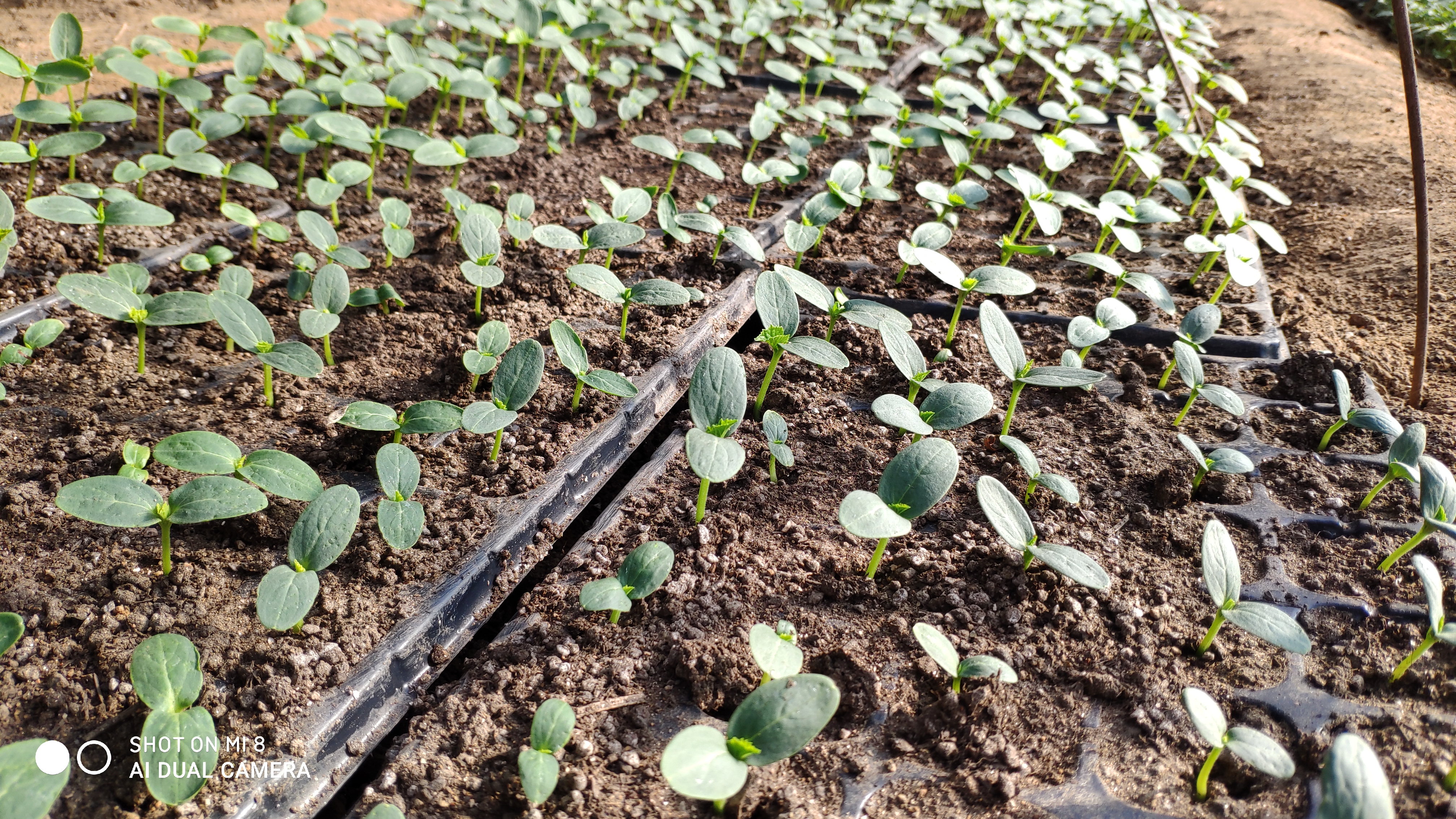 崂山水畔菜蔬鲜，黄石洞中书韵长