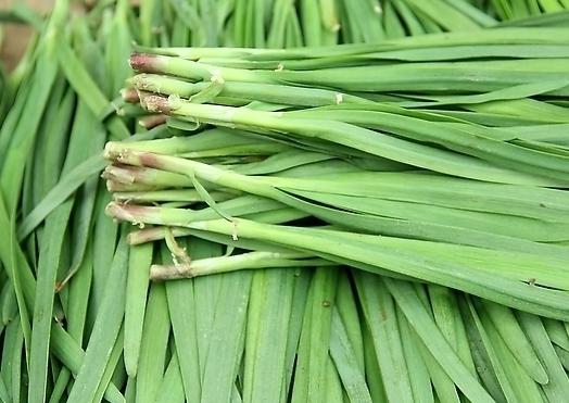 韭菜干尖和有黄白点什么原因,韭菜干尖是什么原因怎样防治