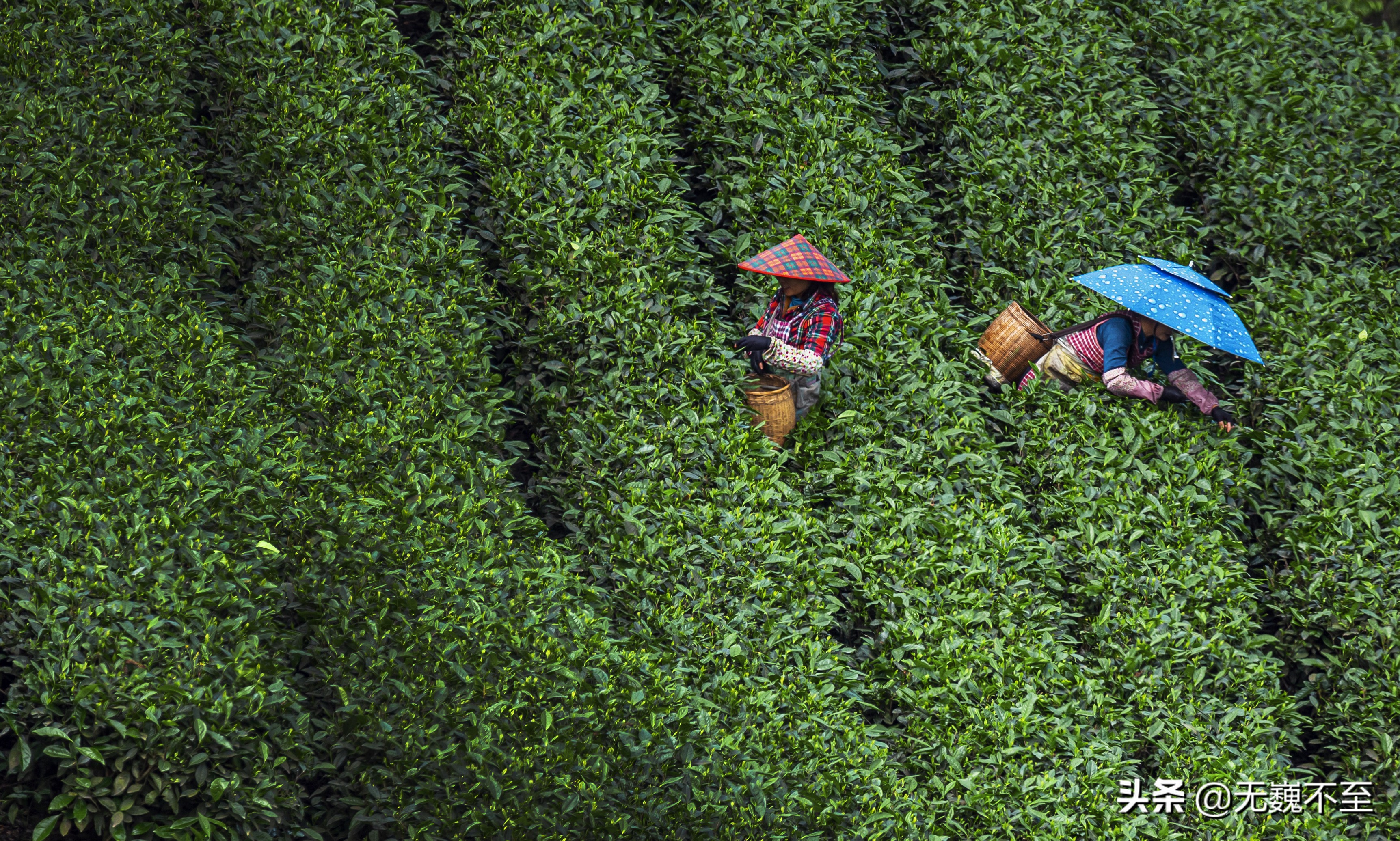 四川雅安牛碾坪万亩观光茶园绿道,雅安旅游景点十大排行榜牛背山