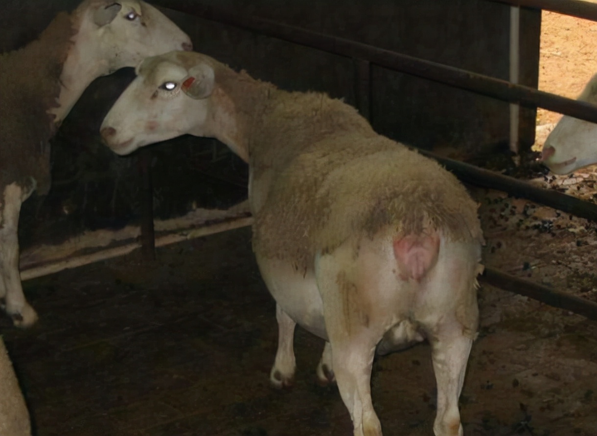 母羊流产的原因与处理方法,母羊流产的最佳治疗方法