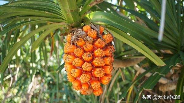 越南香米与泰国香米哪个好吃,泰国香米假香米