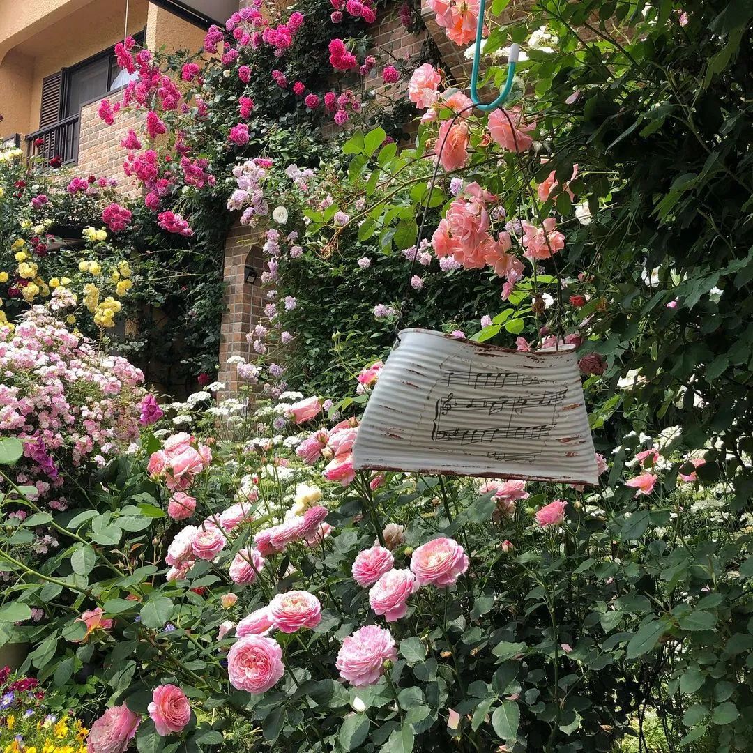 太毒了！“别人家”的月季花园，美到让人窒息