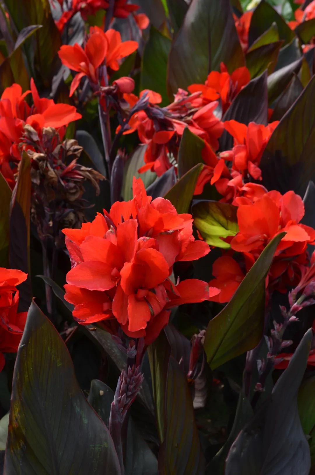 这43个来自世界各地的新品种，快来看看有没有你的菜