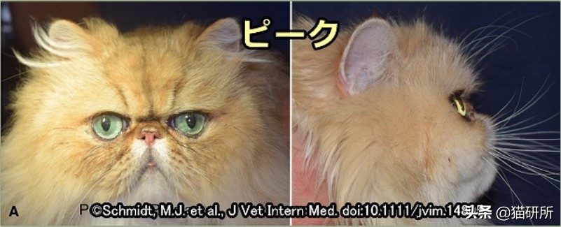 猫咪中暑急救,猫防中暑最好的方法